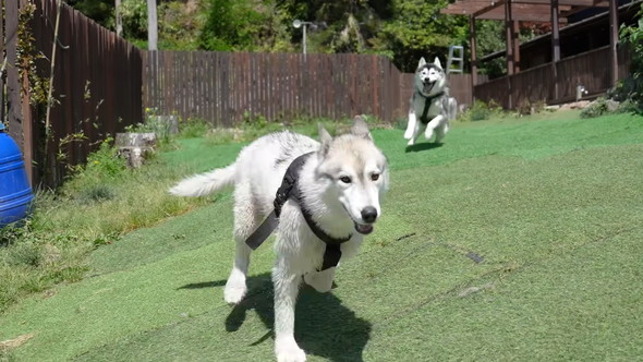 追いかけっこをするシベリアンハスキーのワンコ兄弟