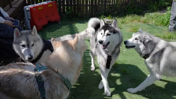 シベリアンハスキーのワンコたち