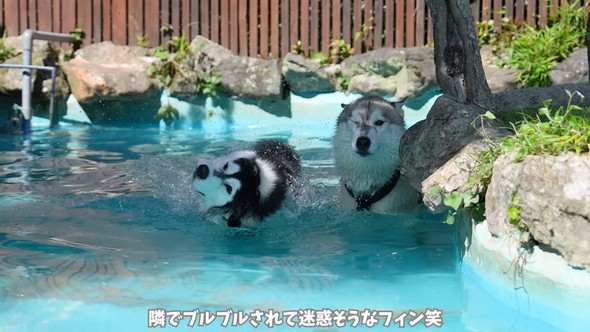 プールに入るシベリアンハスキーのワンコ兄弟