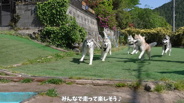 走るシベリアンハスキーのワンコ5匹