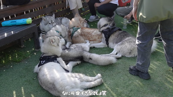 木陰で休むシベリアンハスキーのワンコたち