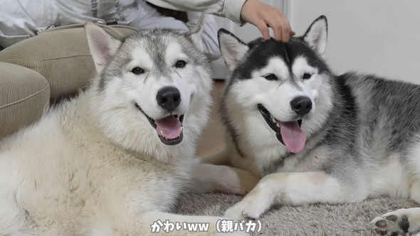シベリアンハスキーのワンコ兄弟