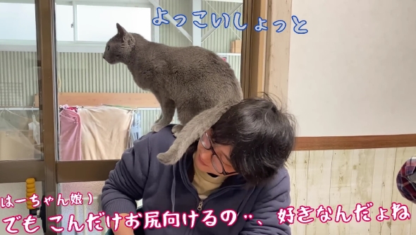「ねこまるけ / Full of cats」
