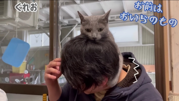 「ねこまるけ / Full of cats」
