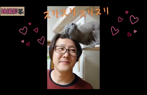「ねこまるけ / Full of cats」