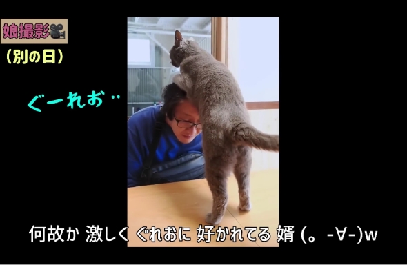 「ねこまるけ / Full of cats」