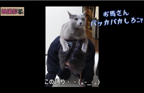 「ねこまるけ / Full of cats」