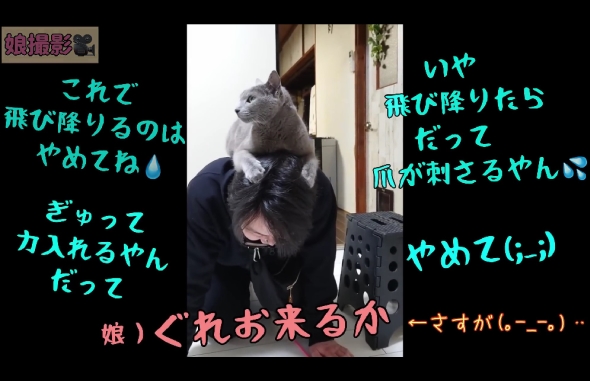 「ねこまるけ / Full of cats」