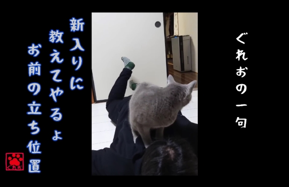 「ねこまるけ / Full of cats」