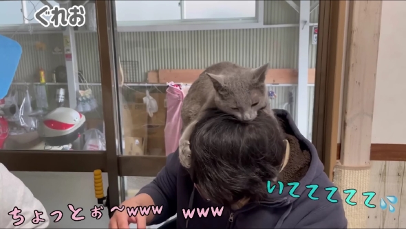 「ねこまるけ / Full of cats」