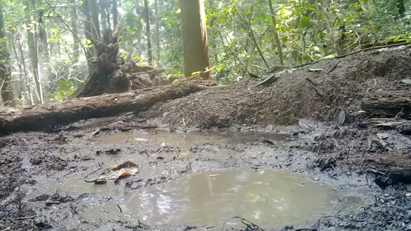 アナグマ