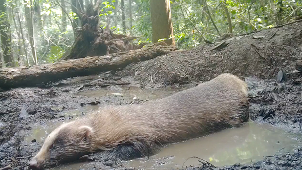 水たまりで涼むアナグマ