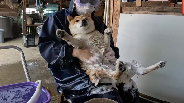 シャワータイムに入るワンコ