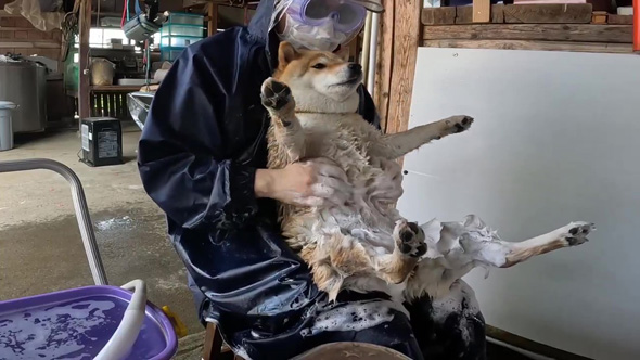 おなかを洗われるワンコ