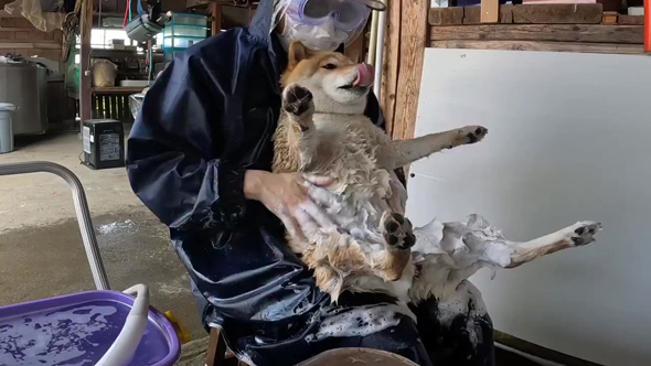 舌を出すワンコ