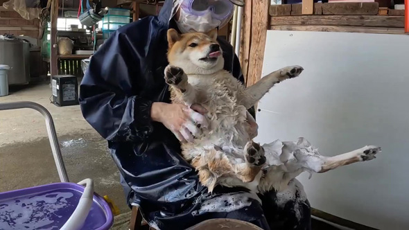 舌ペロがとまらないワンコ