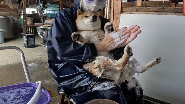 ひざの上で待つワンコ