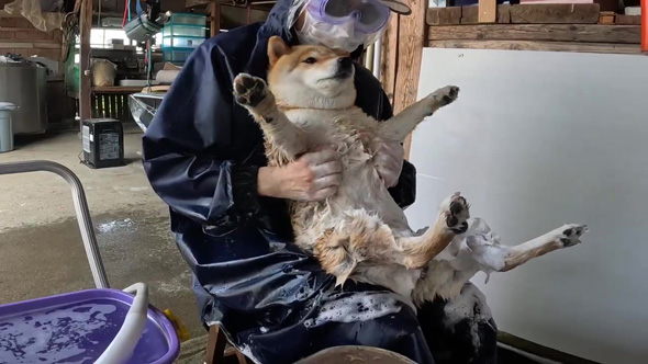 ゴシゴシされるワンコ