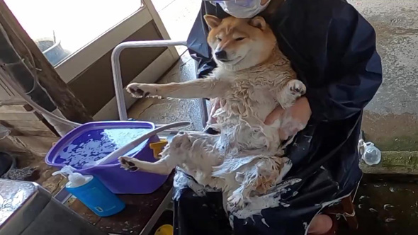 気持ちよさそうなワンコ