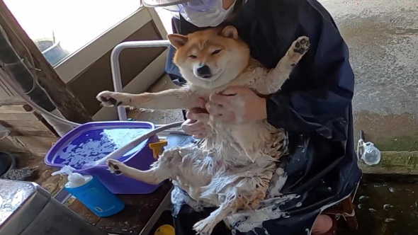 前足が伸びるワンコ