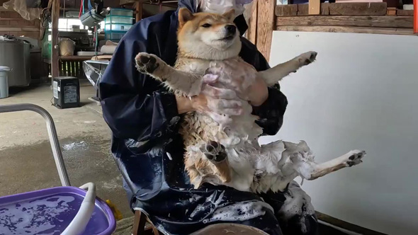 リラックスするワンコ