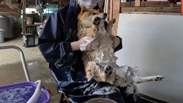 泡だらけになるワンコ