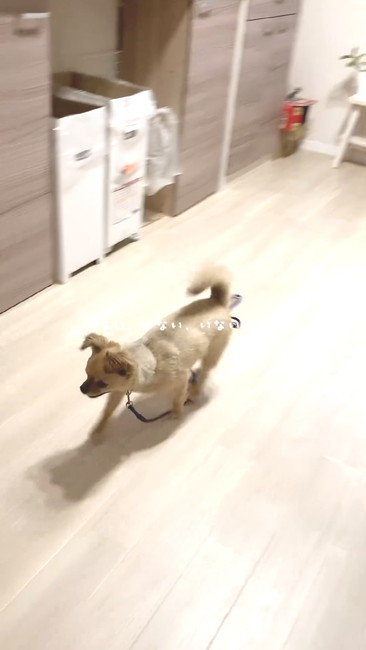 探しまわるチワワ