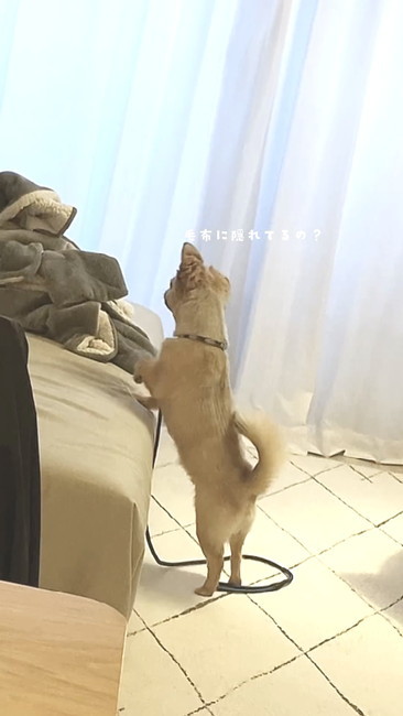 ソファ探すチワワ
