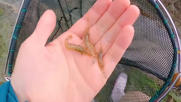 餌代0円で魚釣りをするためにエビを捕まえる