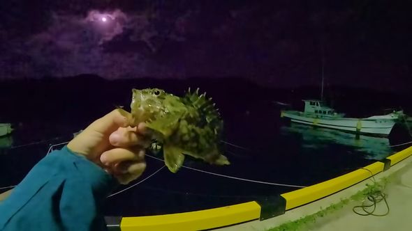 捕まえたエビで釣り上げた魚