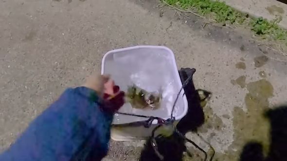 捕まえたエビで釣り上げた魚