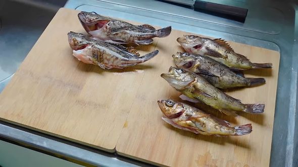 捕まえたエビで釣り上げた魚を料理する