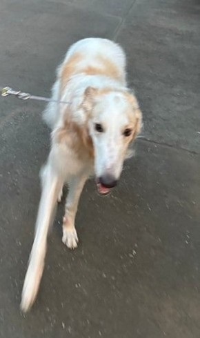 犬