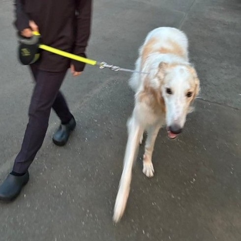 夏の犬の散歩、飼い主の日焼け対策