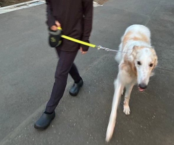 夏の犬の散歩、飼い主の日焼け対策