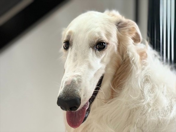 夏の犬の散歩、飼い主の日焼け対策