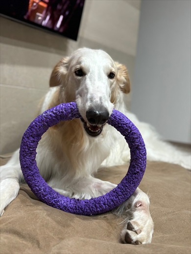 夏の犬の散歩、飼い主の日焼け対策