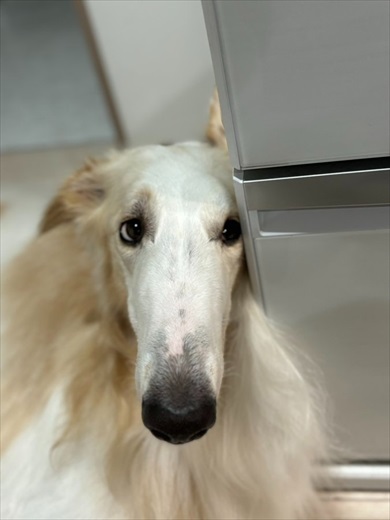 夏の犬の散歩、飼い主の日焼け対策