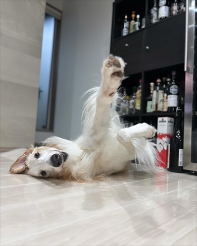 夏の犬の散歩、飼い主の日焼け対策