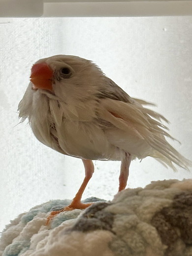 水浴び後のキンカチョウ