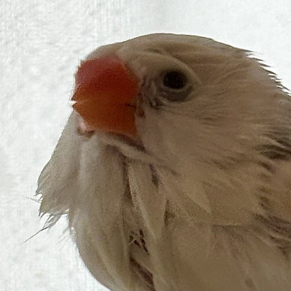 水浴び後のキンカチョウ