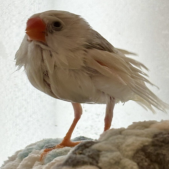 水浴び後のキンカチョウ