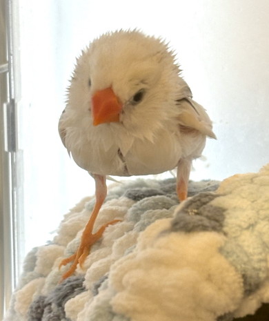 水浴び後のキンカチョウ