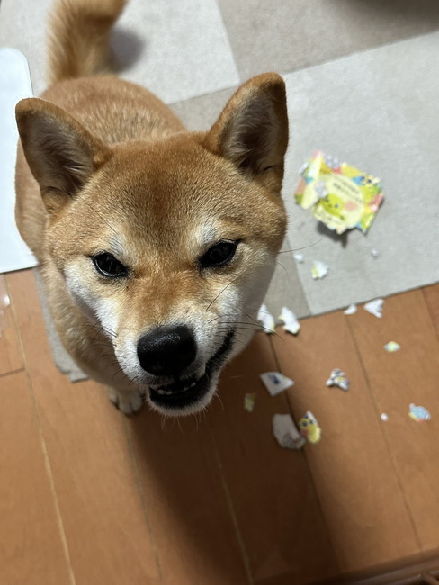 柴犬