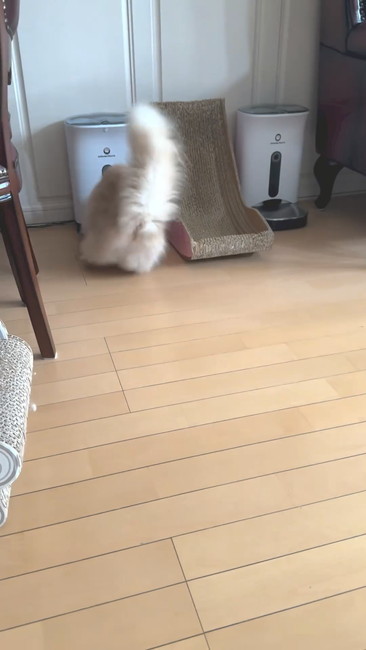 給餌器前猫