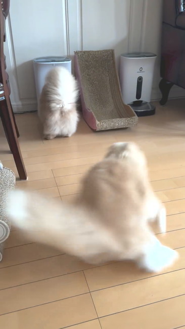 ドリフトネコ