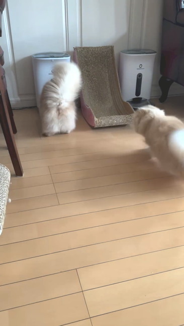 ナナメからネコ