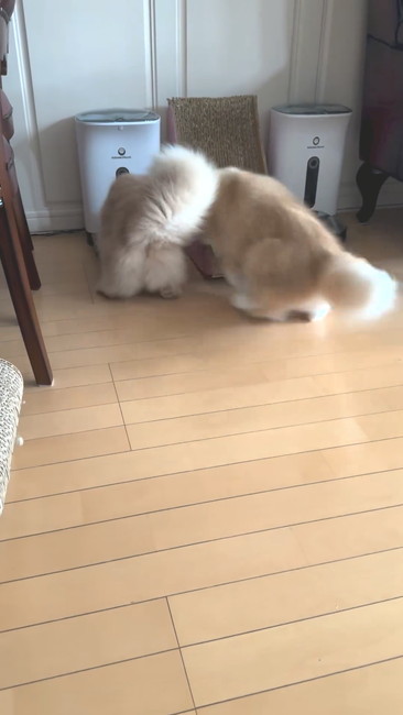 割り込み猫