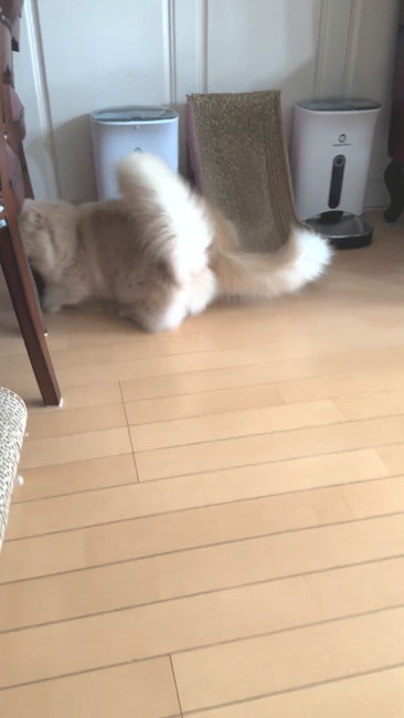 立ち去る猫
