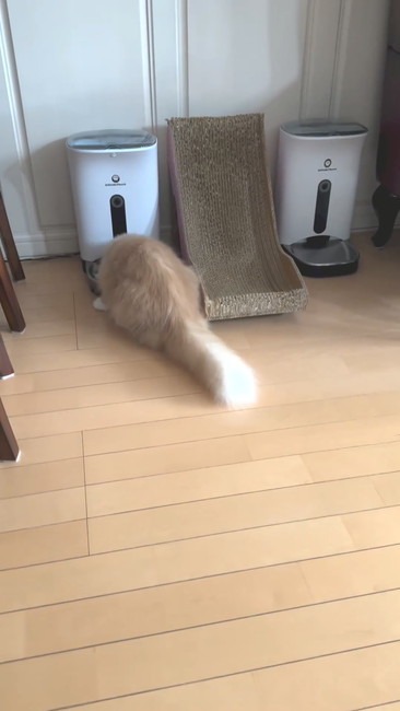 食べるネコ